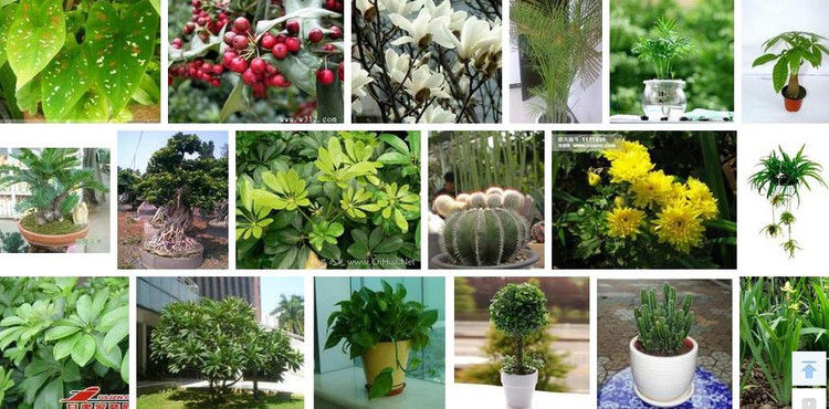 盆栽植物绿叶变黄应施什么肥 - 南南 - 阳光南南（看新闻）