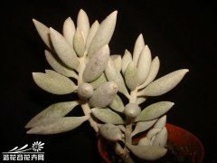  银月(Senecio haworthii)图 