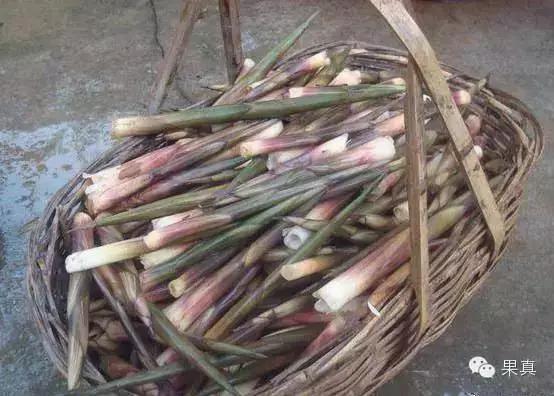 正宗的野果，很多城市人没吃过甚至没见过！