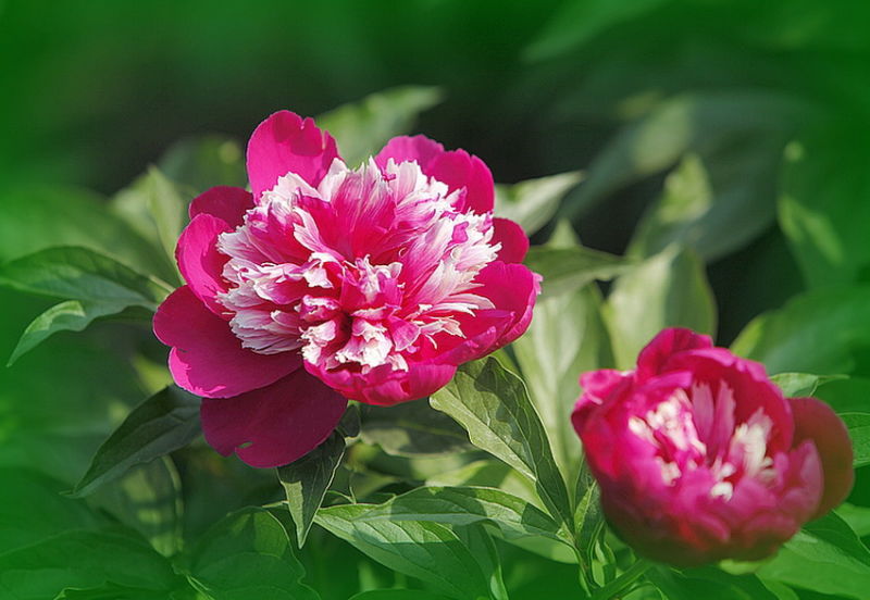╰※╮绚丽何尝逊花王◇缤纷芍药