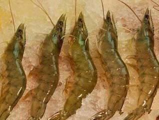 史上最全海鲜，终于见识了