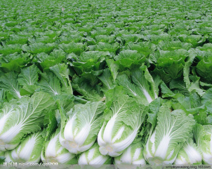 白菜的可怕，您绝对想不到！ - 欢迎光临心灵牧场！ - 人生如戏 戏品人生 笑傲人生 享受人生