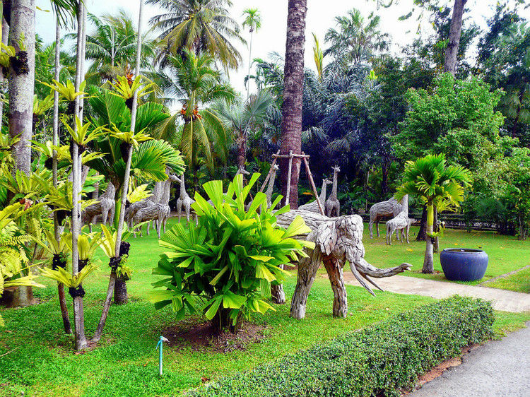 【引用】нуч花园轩弄。泰国 - 枫林傲然 -                  .