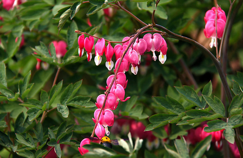 （原创摄影）荷包牡丹 - 竹影荷语 - 竹影荷语