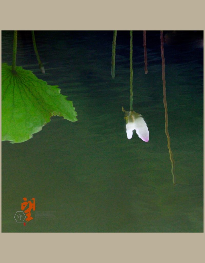 守望【2014荷之系列】