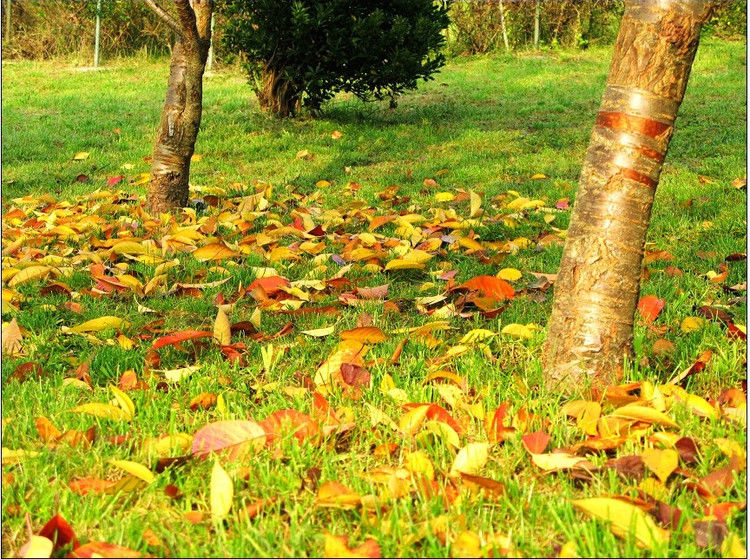 【诗词坊】宛新彬赏析白居易《秋雨夜眠》 - 老张 - 老张的书房