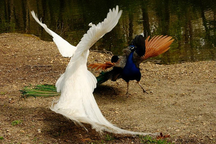您见过孔雀飞行吗？ - 怀旧.梦缘 - 怀旧.梦缘