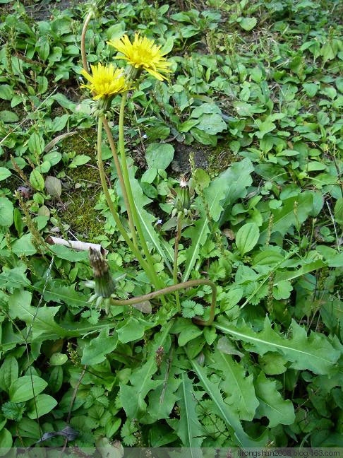 民间高手：治疗胆囊炎奇方—— - 一统江山 - 一统江山的博客