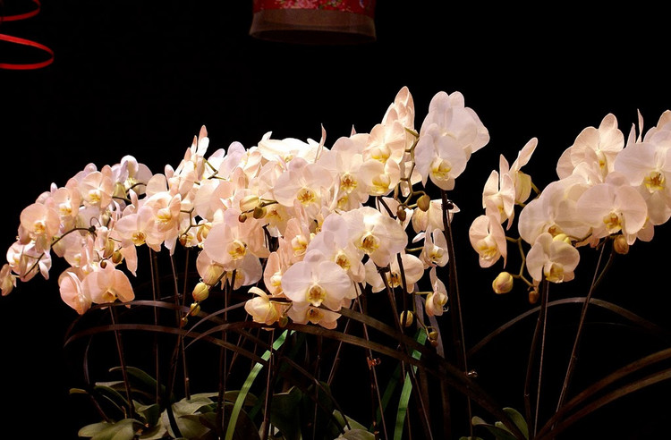 台湾国际兰展欣赏 - 弇山 - 弇山