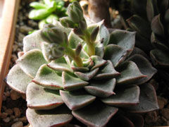 美丽莲Graptopetalum bellum