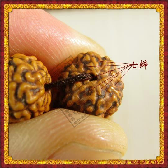 【转载】菩提子种类 - zhshch - ♂╮(╯▽╰)╭♂