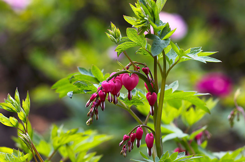 （原创摄影）荷包牡丹 - 竹影荷语 - 竹影荷语