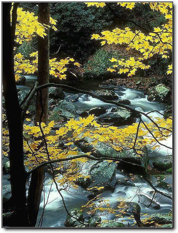 秋旖旎秋色 美不胜收  伊水一方 开心屋