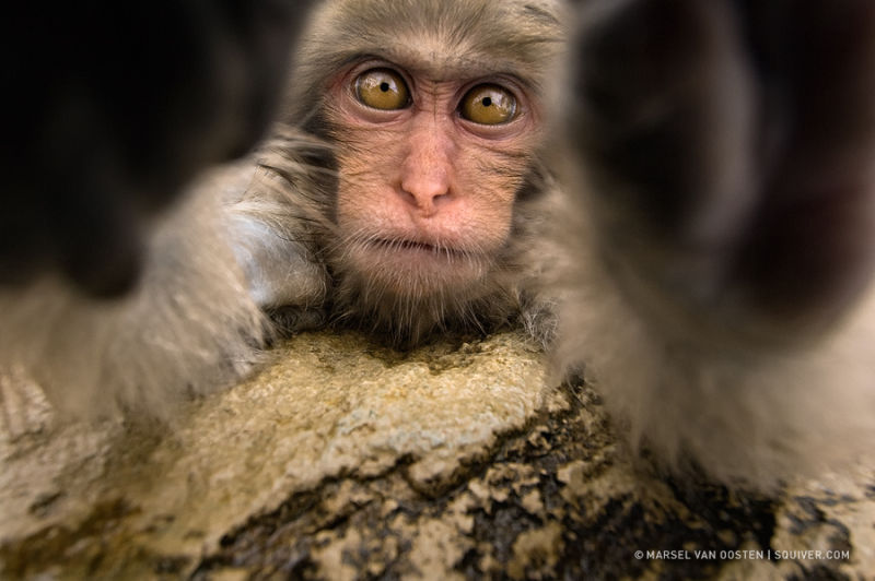 精彩野生动物摄影 领略自然的原始野性美动物们行动迅速，难以捕捉，拍摄机会稍纵即逝。而且野生动物具有一定的危险性，摄影师还要时刻担心自己的人身安全，拍到一张精彩的照片实属不易。 ...