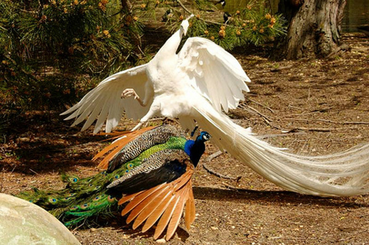 您见过孔雀飞行吗？ - 怀旧.梦缘 - 怀旧.梦缘