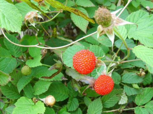 农村长大的，看看我们小时候吃的野果子