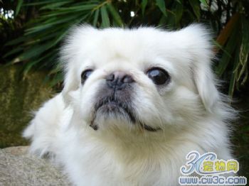 网友评感动中国10大动物 母猪救夫夺冠(图)