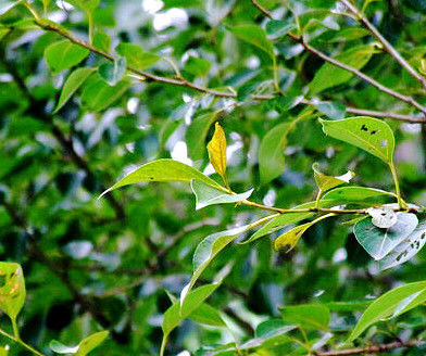 三味药 “赶跑”痛风 - ngycmyc - ngycmyc的博客