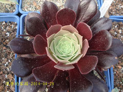紫羊绒Aeonium arboreum Vel