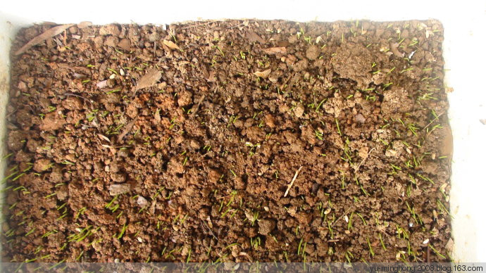 种在阳台上榨汁喝的“抗癌药” - 紫梦阁 - 紫梦阁