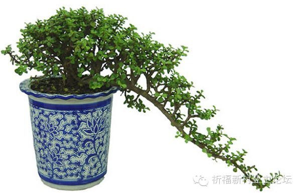 园艺师教你哪种花多久浇一次水 - 南山秀竹 - 南山文化园