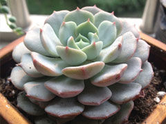 克拉拉Echeveria clara