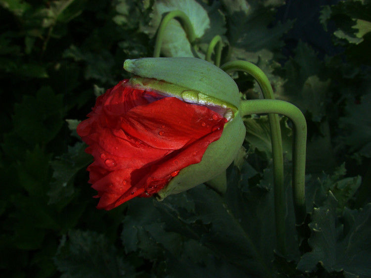 致命魅惑 罂粟 - 酒鬼鼠  - 酒鬼鼠