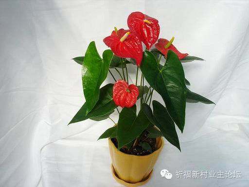 园艺师教你哪种花多久浇一次水 - 南山秀竹 - 南山文化园