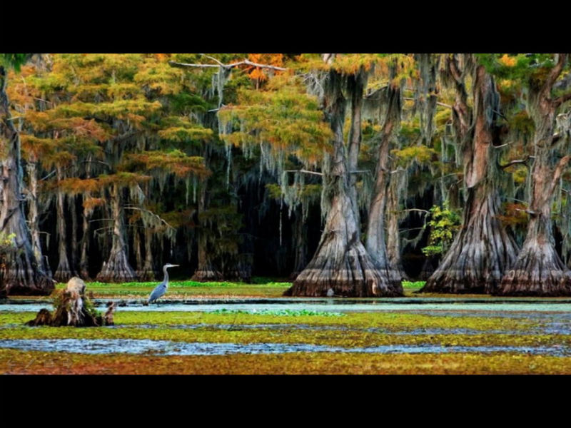 Rose【Caddo Lake】（4007） - Rose - Rose Yang的博客