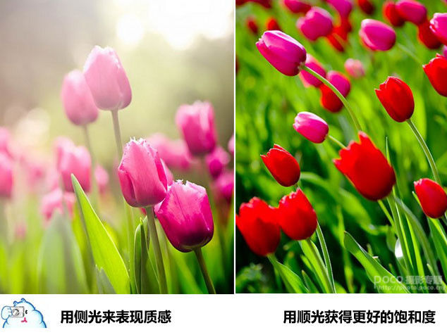 微距摄影十二条基础知识讲解 - 至尊宝 - 每个人的信仰都是存在的、进步的和近似的,