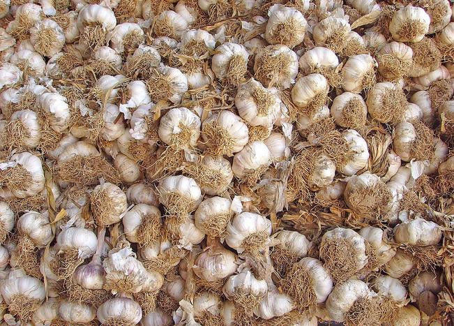 放置一颗洋葱在房间里！ 效果惊人 - 南南 - 阳光南南（看新闻）