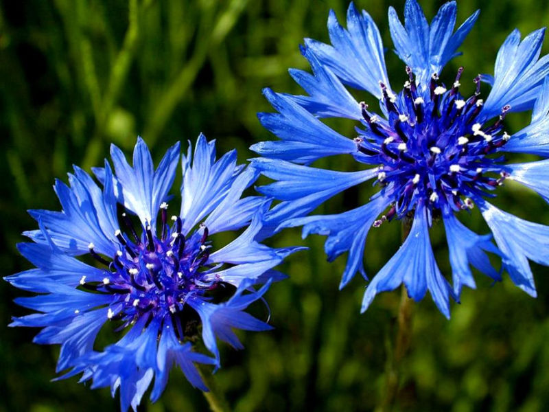 Rose【夏日花卉】