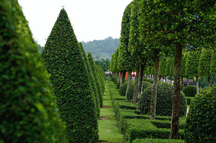 【引用】нуч花园轩弄。泰国 - 枫林傲然 -                  .