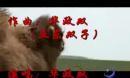 草原歌曲《不老的草原》演唱：华政双