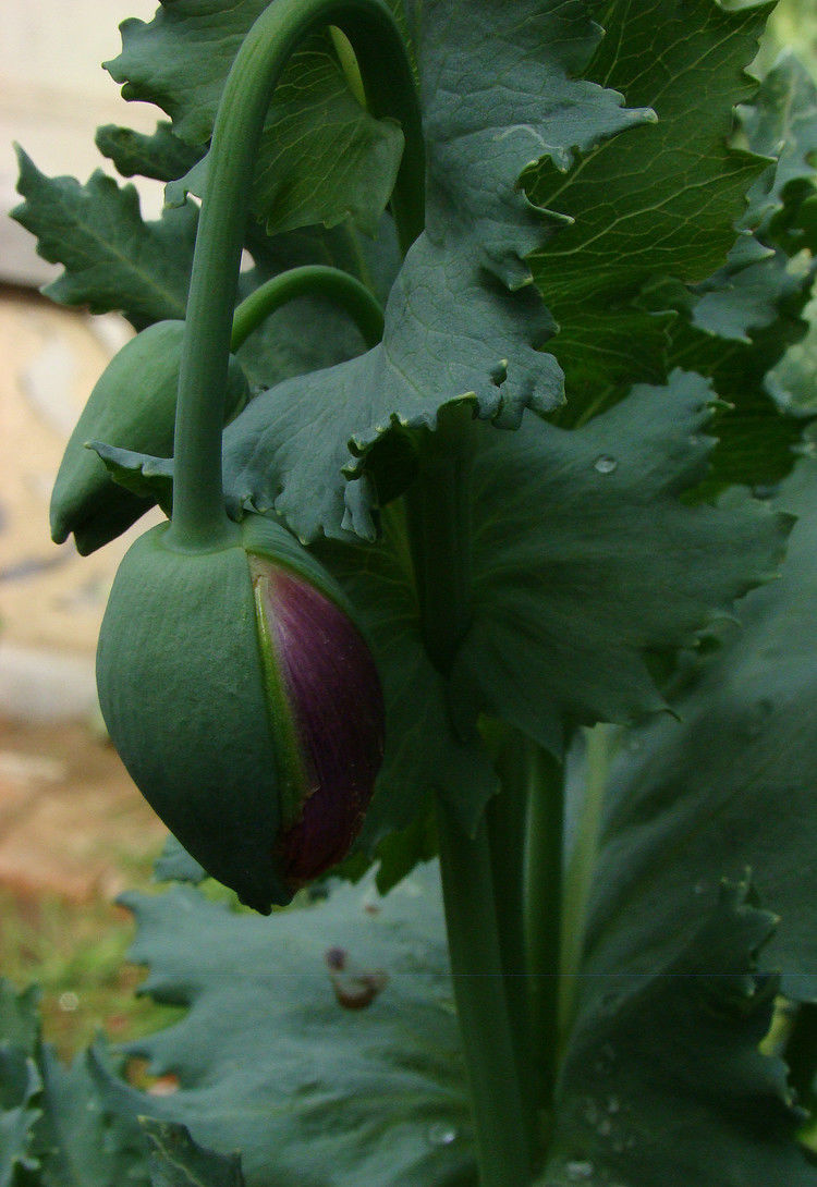 致命魅惑 罂粟 - 酒鬼鼠  - 酒鬼鼠