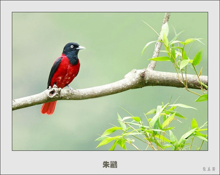 五十种漂亮的爱鸟！来认识一下吧！【美图共赏】 - 無為居士 - 聚美齋