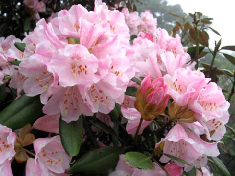 家庭养花奇招大全（绝对珍藏版） - 理睬 - .