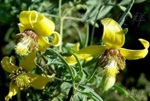 治疗风湿性关节炎奇方——不管病史有多久，用此方都能治好 - 及人 - 老 骥 及 人