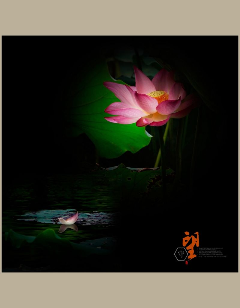 守望【2014荷之系列】