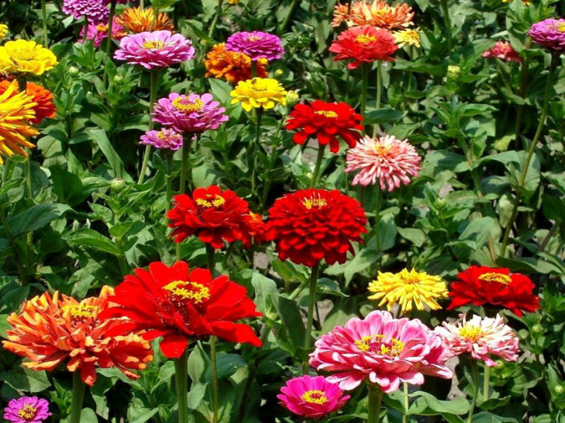 Rose【夏日花卉】