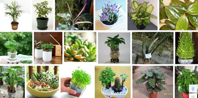 盆栽植物绿叶变黄应施什么肥 - 南南 - 阳光南南（看新闻）