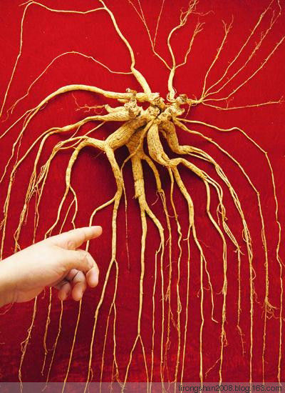 人参红参沙参党参西洋参高丽参特性—— - 一统江山 - 一统江山的博客