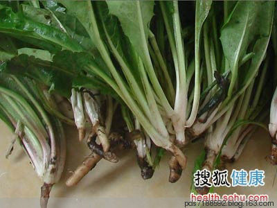 蒲公英 一味蒲公英，功胜白虎汤 蒲公英药效与吃法 - 跳动的心 - 拨动琴鉉的人