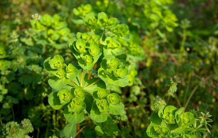 猫眼草---癌症患者的救命草 - ngycmyc - ngycmyc的博客