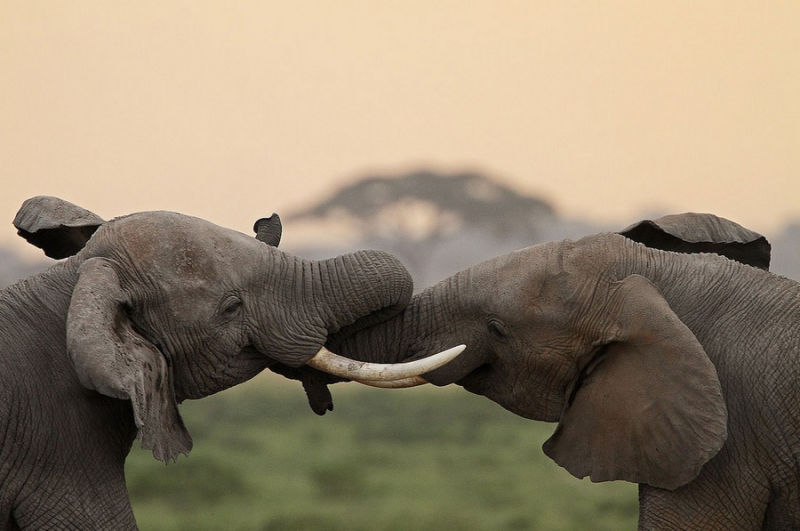 精彩野生动物摄影 领略自然的原始野性美动物们行动迅速，难以捕捉，拍摄机会稍纵即逝。而且野生动物具有一定的危险性，摄影师还要时刻担心自己的人身安全，拍到一张精彩的照片实属不易。 ...
