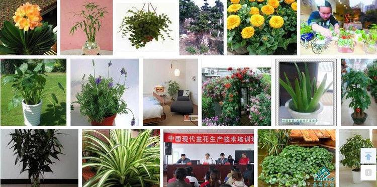 盆栽植物绿叶变黄应施什么肥 - 南南 - 阳光南南（看新闻）