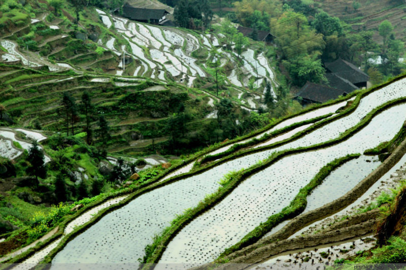 紫鹊界——冷风凄雨中的梯田 - 酉水人 - 酉水人