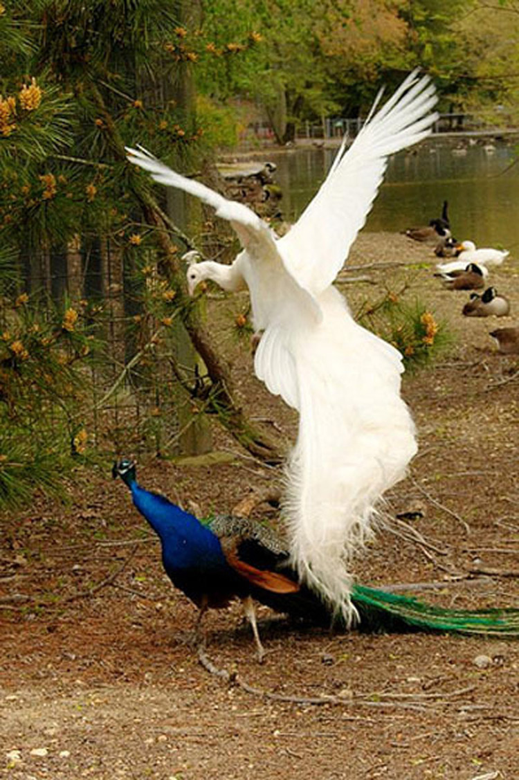 您见过孔雀飞行吗？ - 怀旧.梦缘 - 怀旧.梦缘