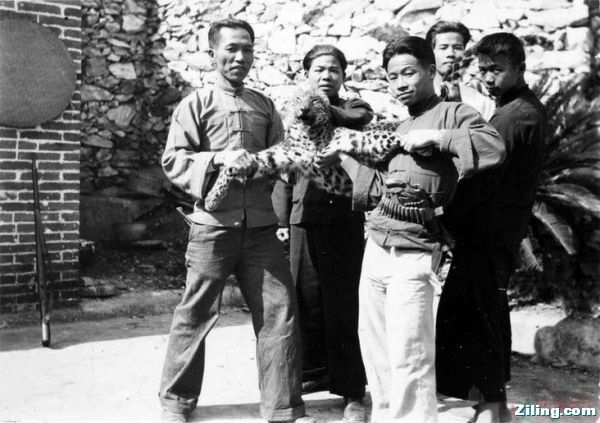 1932年 被猎户猎捕的山豹.jpg