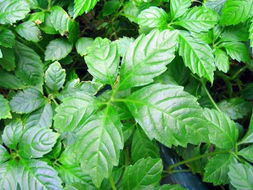 堪比人参的食物【组图】 - 云鹏润峰 - 云鹏潤峰